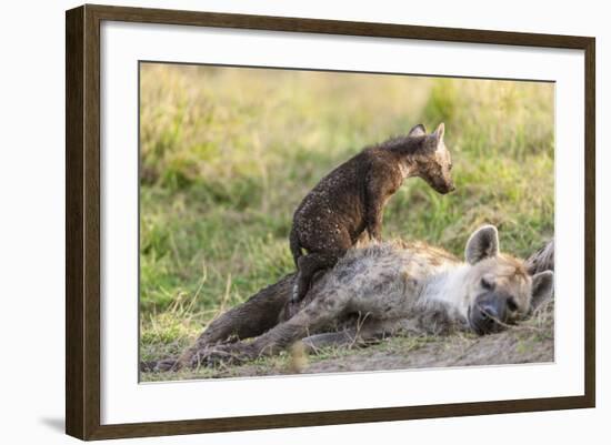 Spotted Hyena Family with Cubs, Maasai Mara, Kenya-Martin Zwick-Framed Photographic Print