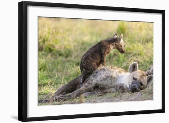 Spotted Hyena Family with Cubs, Maasai Mara, Kenya-Martin Zwick-Framed Photographic Print