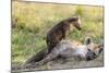 Spotted Hyena Family with Cubs, Maasai Mara, Kenya-Martin Zwick-Mounted Photographic Print