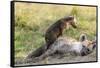 Spotted Hyena Family with Cubs, Maasai Mara, Kenya-Martin Zwick-Framed Stretched Canvas