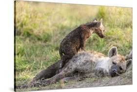 Spotted Hyena Family with Cubs, Maasai Mara, Kenya-Martin Zwick-Stretched Canvas