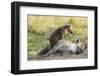 Spotted Hyena Family with Cubs, Maasai Mara, Kenya-Martin Zwick-Framed Photographic Print