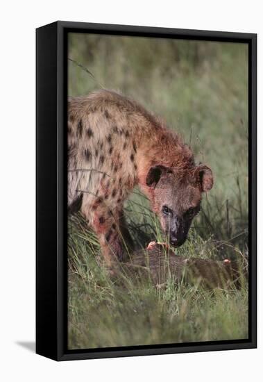 Spotted Hyena Feeding on Prey-DLILLC-Framed Stretched Canvas