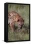 Spotted Hyena Feeding on Prey-DLILLC-Framed Stretched Canvas