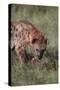 Spotted Hyena Feeding on Prey-DLILLC-Stretched Canvas