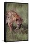 Spotted Hyena Feeding on Prey-DLILLC-Framed Stretched Canvas