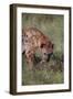 Spotted Hyena Feeding on Prey-DLILLC-Framed Premium Photographic Print