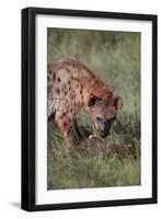 Spotted Hyena Feeding on Prey-DLILLC-Framed Premium Photographic Print