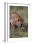 Spotted Hyena Feeding on Prey-DLILLC-Framed Premium Photographic Print