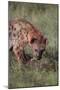 Spotted Hyena Feeding on Prey-DLILLC-Mounted Premium Photographic Print