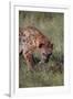 Spotted Hyena Feeding on Prey-DLILLC-Framed Premium Photographic Print