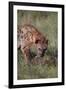 Spotted Hyena Feeding on Prey-DLILLC-Framed Premium Photographic Print