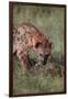 Spotted Hyena Feeding on Prey-DLILLC-Framed Premium Photographic Print