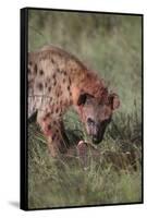 Spotted Hyena Feeding on Prey-DLILLC-Framed Stretched Canvas