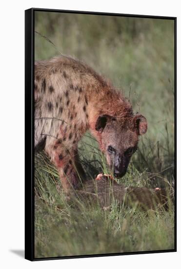 Spotted Hyena Feeding on Prey-DLILLC-Framed Stretched Canvas