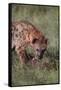 Spotted Hyena Feeding on Prey-DLILLC-Framed Stretched Canvas