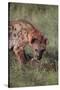Spotted Hyena Feeding on Prey-DLILLC-Stretched Canvas