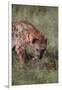 Spotted Hyena Feeding on Prey-DLILLC-Framed Photographic Print