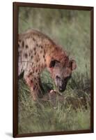 Spotted Hyena Feeding on Prey-DLILLC-Framed Photographic Print