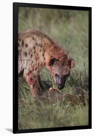 Spotted Hyena Feeding on Prey-DLILLC-Framed Photographic Print