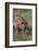 Spotted Hyena Feeding on Prey-DLILLC-Framed Photographic Print