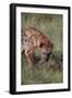 Spotted Hyena Feeding on Prey-DLILLC-Framed Photographic Print