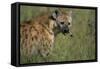 Spotted Hyena Feeding on Thomson's Gazelle-Paul Souders-Framed Stretched Canvas