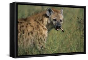 Spotted Hyena Feeding on Thomson's Gazelle-Paul Souders-Framed Stretched Canvas