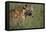Spotted Hyena Feeding on Thomson's Gazelle-Paul Souders-Framed Stretched Canvas