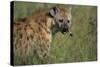 Spotted Hyena Feeding on Thomson's Gazelle-Paul Souders-Stretched Canvas