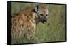 Spotted Hyena Feeding on Thomson's Gazelle-Paul Souders-Framed Stretched Canvas