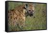 Spotted Hyena Feeding on Thomson's Gazelle-Paul Souders-Framed Stretched Canvas