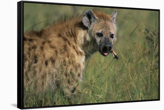 Spotted Hyena Feeding on Thomson's Gazelle-Paul Souders-Framed Stretched Canvas