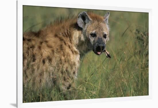 Spotted Hyena Feeding on Thomson's Gazelle-Paul Souders-Framed Photographic Print