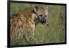 Spotted Hyena Feeding on Thomson's Gazelle-Paul Souders-Framed Photographic Print