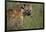 Spotted Hyena Feeding on Thomson's Gazelle-Paul Souders-Framed Photographic Print