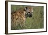 Spotted Hyena Feeding on Thomson's Gazelle-Paul Souders-Framed Photographic Print