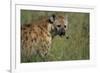 Spotted Hyena Feeding on Thomson's Gazelle-Paul Souders-Framed Photographic Print