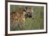 Spotted Hyena Feeding on Thomson's Gazelle-Paul Souders-Framed Photographic Print