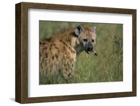 Spotted Hyena Feeding on Thomson's Gazelle-Paul Souders-Framed Photographic Print