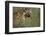 Spotted Hyena Feeding on Thomson's Gazelle-Paul Souders-Framed Photographic Print