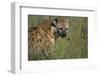 Spotted Hyena Feeding on Thomson's Gazelle-Paul Souders-Framed Photographic Print