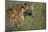 Spotted Hyena Feeding on Thomson's Gazelle-Paul Souders-Mounted Photographic Print