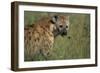 Spotted Hyena Feeding on Thomson's Gazelle-Paul Souders-Framed Photographic Print