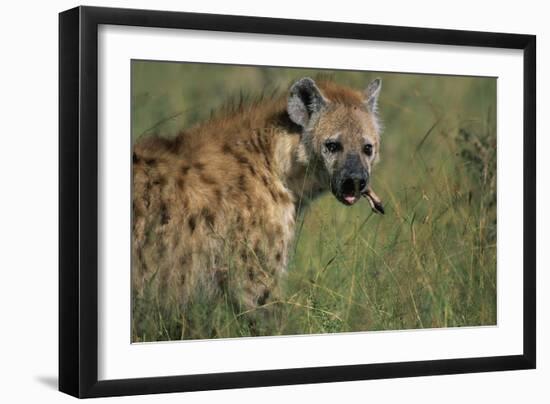 Spotted Hyena Feeding on Thomson's Gazelle-Paul Souders-Framed Photographic Print