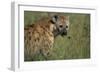 Spotted Hyena Feeding on Thomson's Gazelle-Paul Souders-Framed Photographic Print