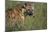 Spotted Hyena Feeding on Thomson's Gazelle-Paul Souders-Mounted Photographic Print