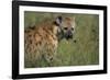 Spotted Hyena Feeding on Thomson's Gazelle-Paul Souders-Framed Photographic Print