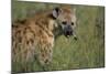 Spotted Hyena Feeding on Thomson's Gazelle-Paul Souders-Mounted Photographic Print
