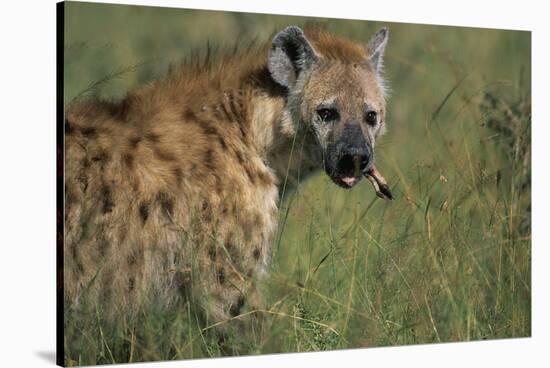 Spotted Hyena Feeding on Thomson's Gazelle-Paul Souders-Stretched Canvas